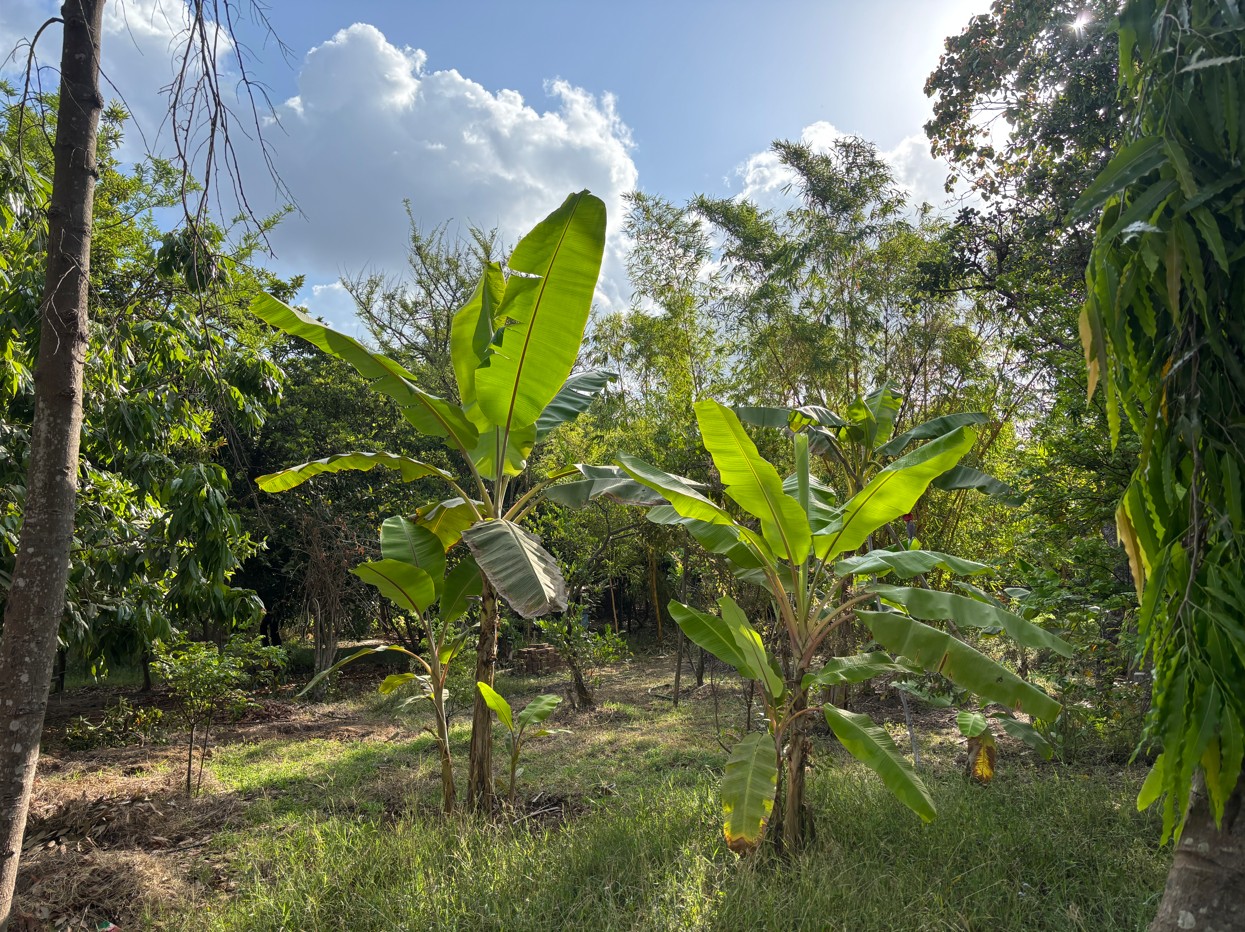 Farm landscape