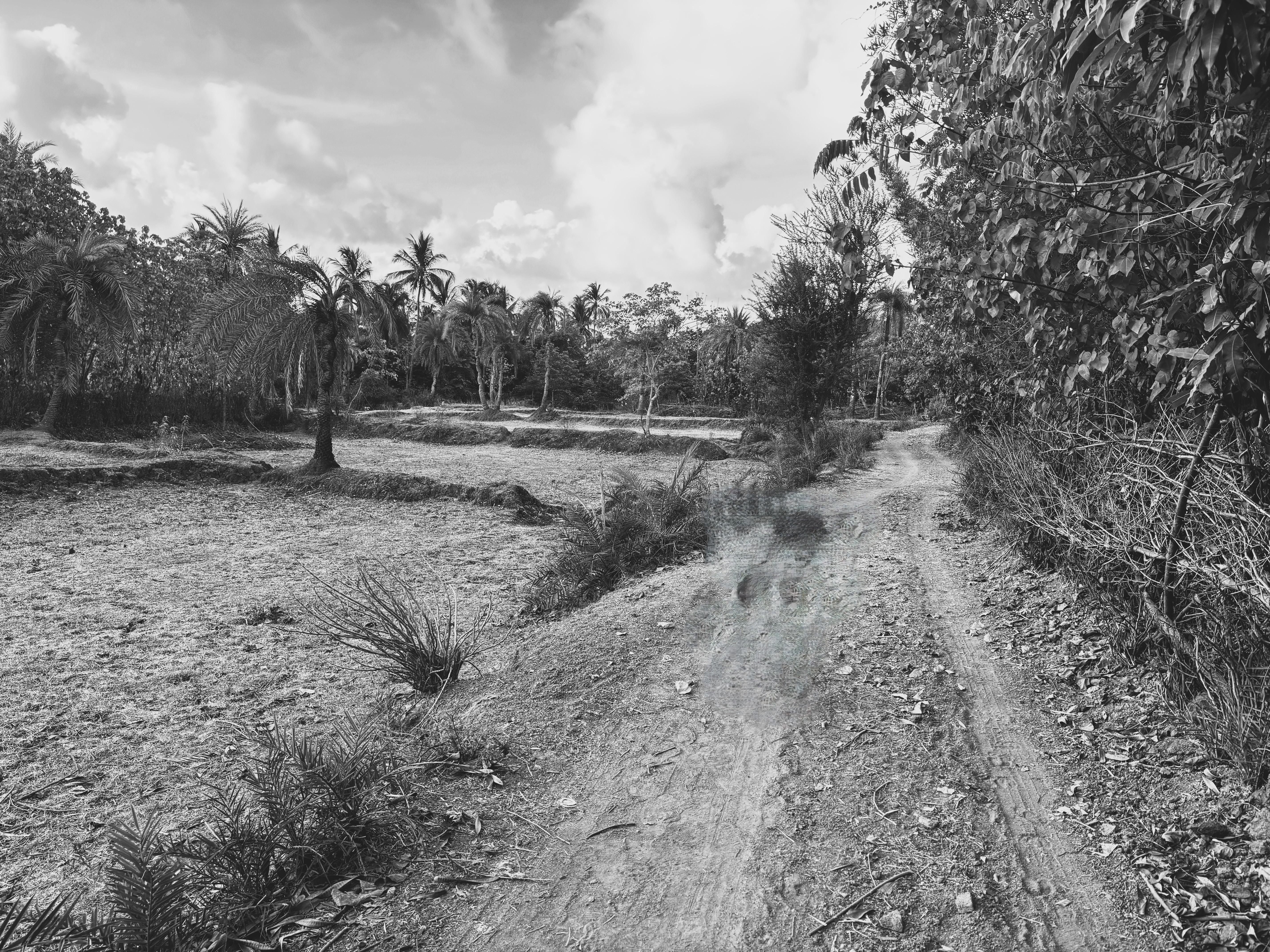 Farm landscape